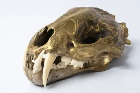 Leopard Skull (MR B)