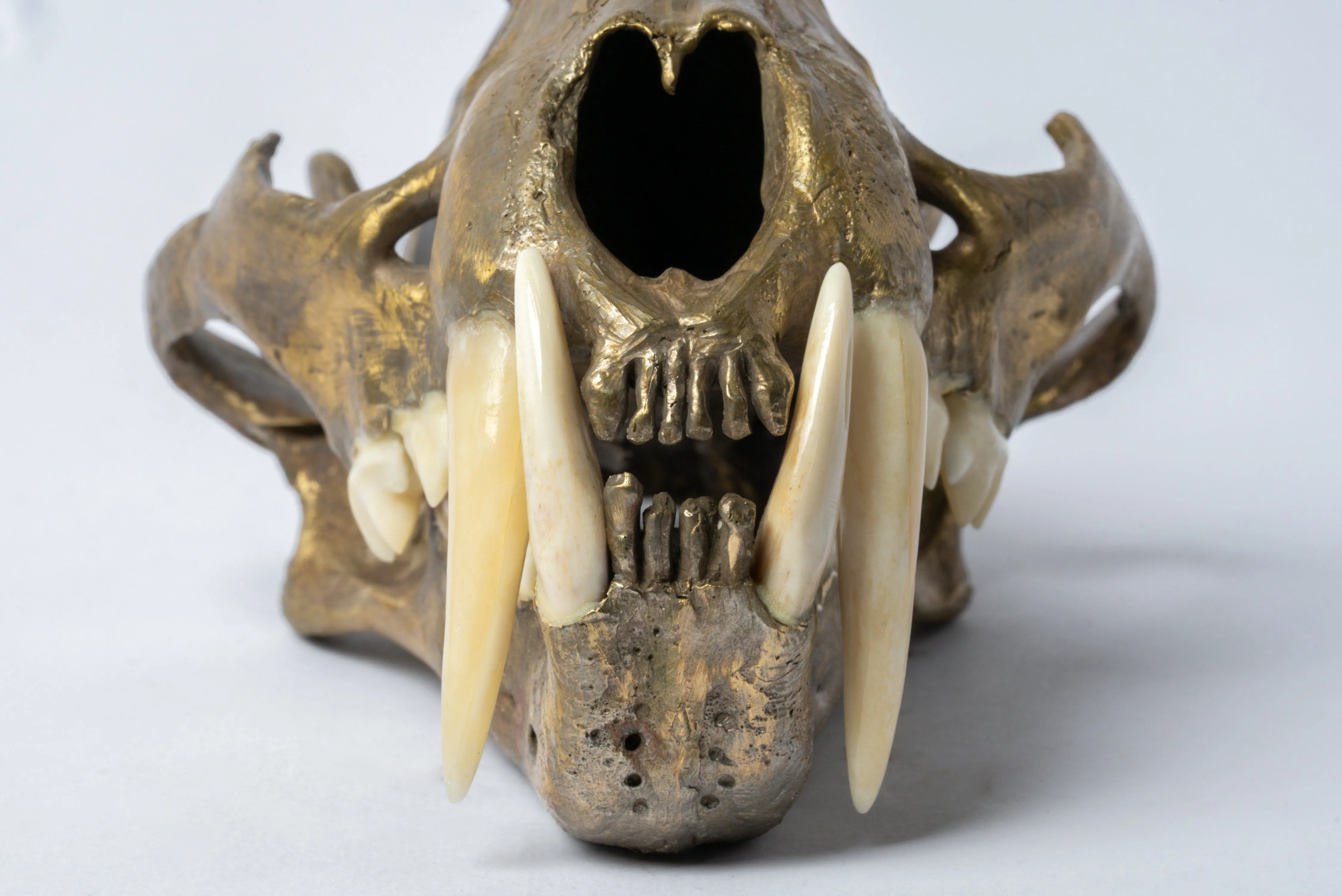 Leopard Skull (MR B)