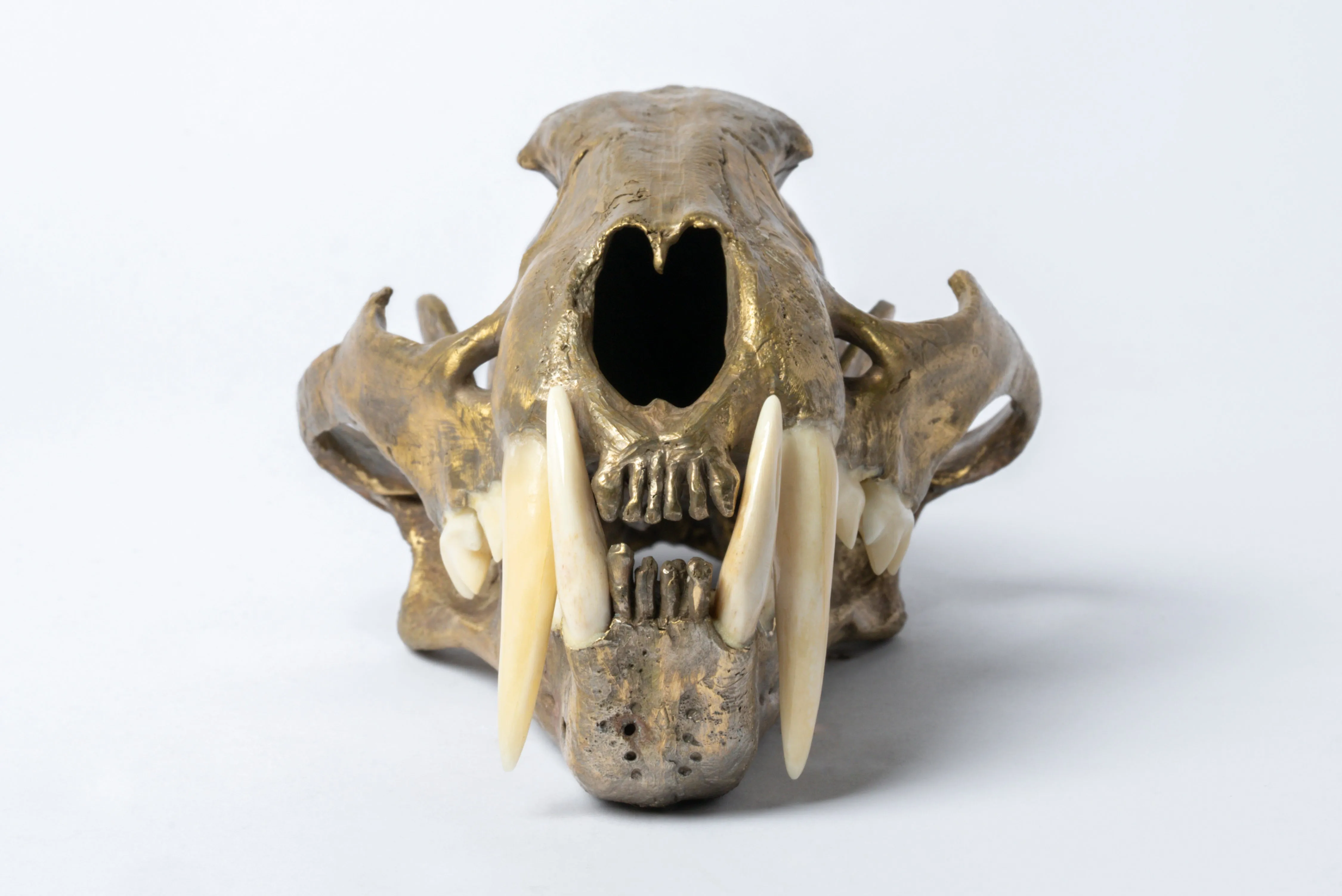 Leopard Skull (MR B)